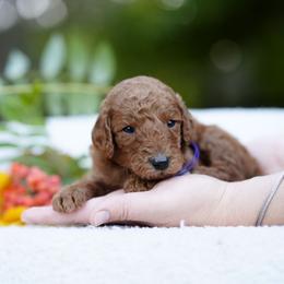 Purple collar - Red  female Goldendoodle puppy in Spokane, Washington from Doodle Love