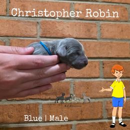 CHRISTOPHER ROBIN - Blue male Weimaraner puppy in Ferrum, Virginia from LAAT Weims