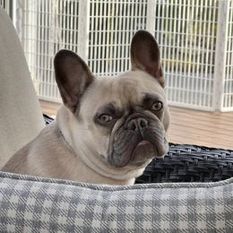 Piper - French Bulldog