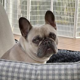Piper - French Bulldog
