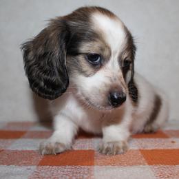 Aster - Piebald male Dachshund puppy in Roanoke, Alabama from J&E Dachshunds