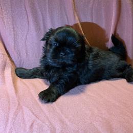 Miney - Black female Shih Tzu puppy in Pleasant Shade, Tennessee from Kuntry Tyme Shih Tzus