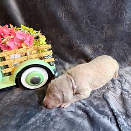 Light Purple Collar - Silver gray female Weimaraner puppy in Sevierville, Tennessee from K&K Weimaraners