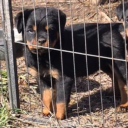 Sequoia - Black and mahogany female Rottweiler puppy in Tangent, Oregon from Raya's Royals