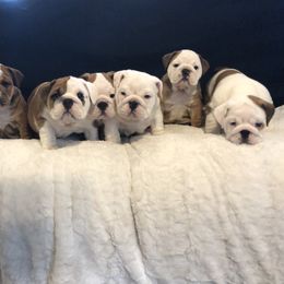 English Bulldog Puppies from Bullberry Farm