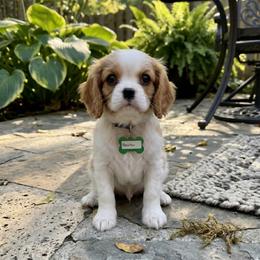 Baxter - Blenheim male Cavalier King Charles Spaniel puppy in Pennsylvania from Julie's Cavalier King Charles Spaniels