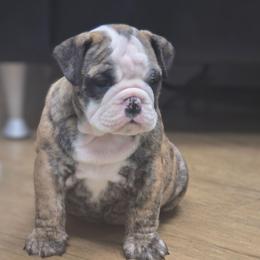 Stella - Red brindle and white female Bulldog puppy in Laurel, Montana from Bull Mountain Bulldogs