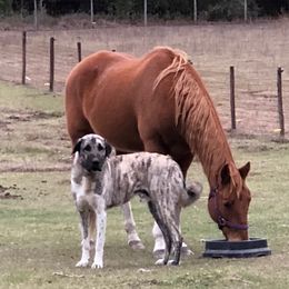 Trooper - Anatolian Shepherd Dog