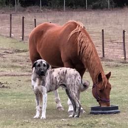 Trooper - Anatolian Shepherd Dog