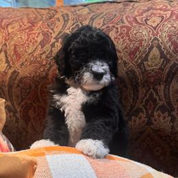 Onyx - Black and white male Bernedoodle puppy in Carmichaels, Pennsylvania from JensenBelle Doodles
