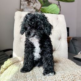Cockapoo Puppies from Cockapoo Puppies and Co.