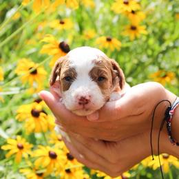Lily - Blenheim female Cavapoo puppy in Spencerville, Indiana from Cavapoo Corner