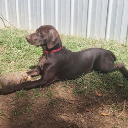 Luna - Liver female German Shorthaired Pointer puppy in Ashford, Alabama from Gosha & Nusha Kennel
