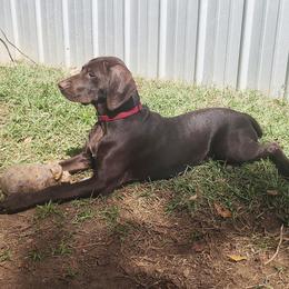 Luna - Liver female German Shorthaired Pointer puppy in Ashford, Alabama from Gosha & Nusha Kennel