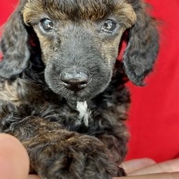 Poodle Puppies from Poodles of Tampa Bay