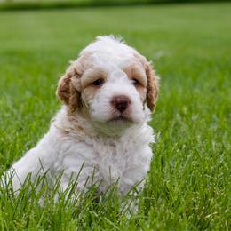 Snow White - female Australian Mountain Doodle puppy in Decatur, Illinois from Signature Doodles