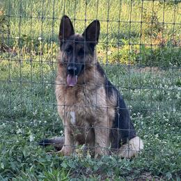 Sandy - German Shepherd