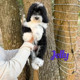 Jelly - Black and white female Bernedoodle puppy in Mount Vernon, Missouri from PoodlelyDoodlely