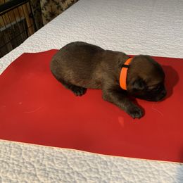 Belgian Malinois Puppies from Akadamie Belgian Malinois'