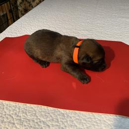 Belgian Malinois Puppies from Akadamie Belgian Malinois'