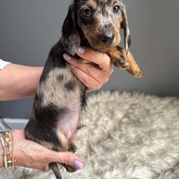 Frank - Black and tan male Dachshund puppy in Gilbert, South Carolina from Gena’s Dachshunds