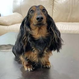 Robin - Dachshund