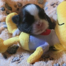 Stella - Black and white female Shih Tzu puppy in Augusta, Georgia from Floofah la Woofah
