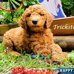 Trickster - Red  male Goldendoodle puppy in Greer, South Carolina from South Paw Doodles