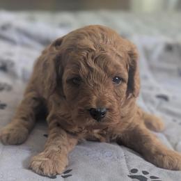 Orange collar - Cream male Goldendoodle puppy in Connecticut from Valley View Doodles
