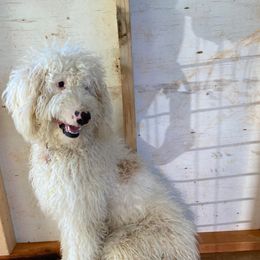 Dolly - Sheepadoodle