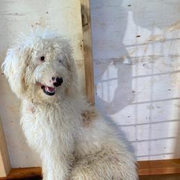 Dolly - Sheepadoodle