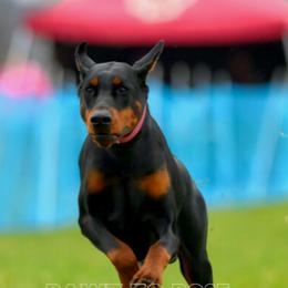 Doberman Pinscher Puppies from Double-Take Doberman Kennels