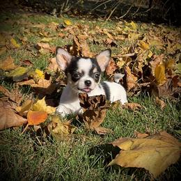 Chihuahua Puppies from Knox Rock'n Chihuahuas