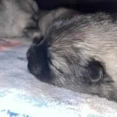 Keeshond Puppies from StarStruck Keeshonden