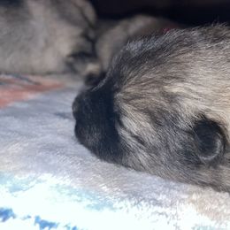 Keeshond Puppies from StarStruck Keeshonden