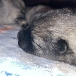 Keeshond Puppies from StarStruck Keeshonden