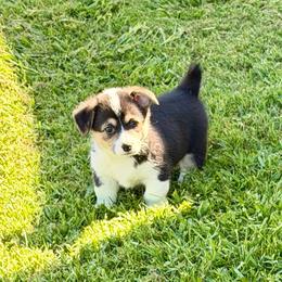 Zoey - Black and tan female Pembroke Welsh Corgi puppy in Corning, California from C.H. Pembroke Corgis