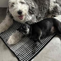 Assorted Doodle Crosses and Newfypoo All Grown Up from Arizona Doodle Trails