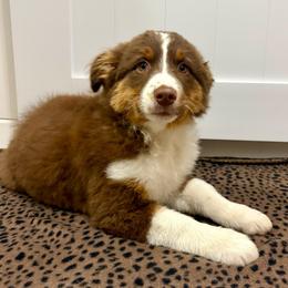 Bling - Red tri-color female Australian Shepherd puppy in Preston, Idaho from KC Bar Ranch Aussies