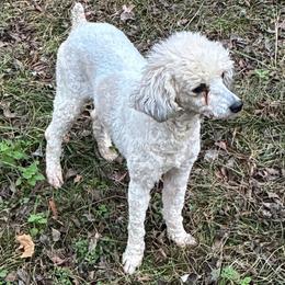 Foxy - Sable female Poodle puppy in Cameron, Oklahoma from PinePoint Poodles