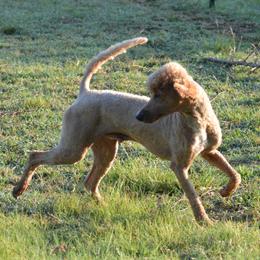 Chance - Poodle