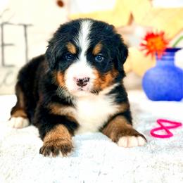Pink girl - Tri-color female Bernese Mountain Dog puppy in Waukesha, Wisconsin from Bernese Boutique