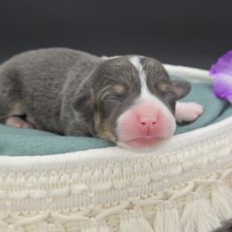 Marlowe(Crinkle) - Blue female Pembroke Welsh Corgi puppy in Dickeyville, Wisconsin from J&R Shepherds & Corgis