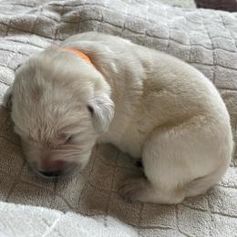 Orange - Yellow female Labrador Retriever puppy in Houston, Texas from Alpha English Labs