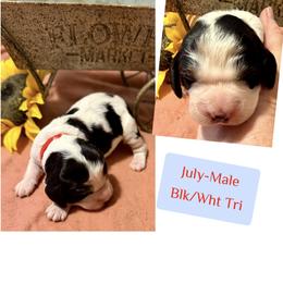 July - Black white and tan male English Springer Spaniel puppy in Madison, Indiana from McCollough's Pawsome Spaniels and Danny's Delightful Dachshunds