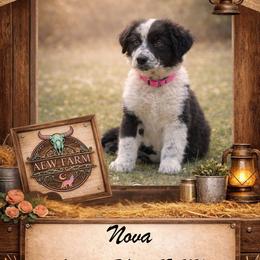 Nova - Black & white female Australian Shepherd puppy in Citra, Florida from AEW Farm