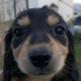 Dachshunds from Avoiding Fading Puppy