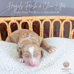 Puppy Pick 4 - Red  female Goldendoodle puppy in Whitesburg, Georgia from Asbury & Co Farms