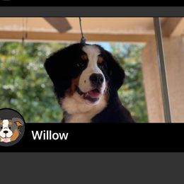 Willow - Bernese Mountain Dog