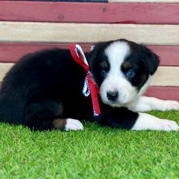 Latte - Black tri-color female Australian Shepherd puppy in Beaverdam, Virginia from Cimmarun Farm Aussies
